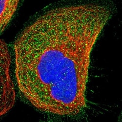 WDR53 Antibody, Novus Biologicals 0.1mL; Unlabeled:Antibodies, Polyclonal